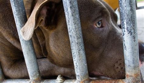 dog shelters for pit bulls